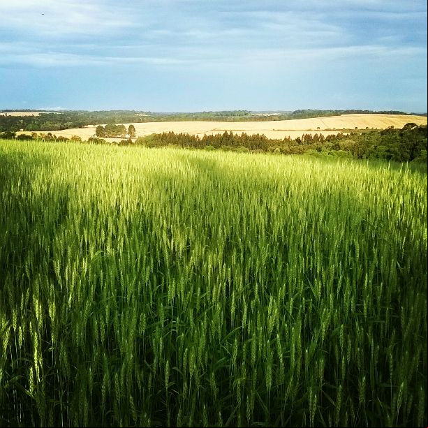 Imagem do dia - Lavoura de trigo em São Mateus do Sul (PR). Envio de Fernando Ribas