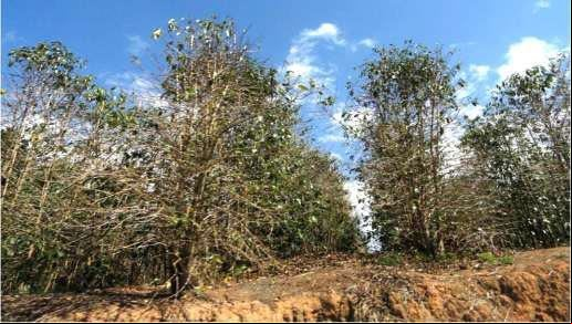 [Cafeeiros desfolhados e com forte seca de ponteiros de ramos são lugar comum nas lavouras // Foto: Procafé]
