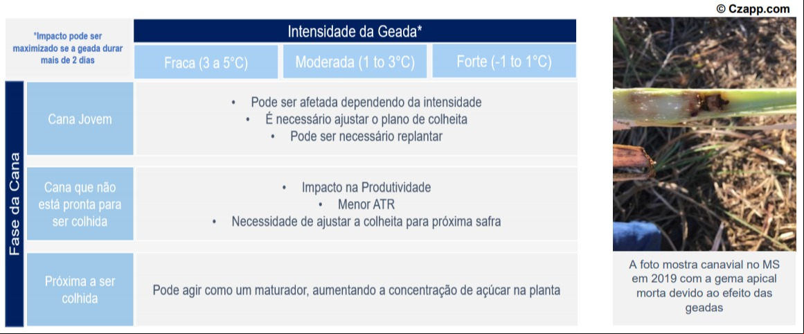 Geada pode afetar as lavouras de cana-de-açúcar - Fonte: Czarnikow