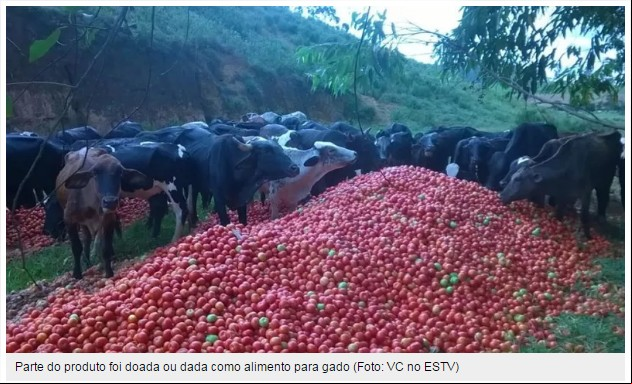 Descarte de tomate no ES - Fonte: G1 ES