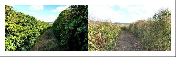 Foto de lavouras comerciais na região da Mogiana-SP, em Franca, pode-se ver a condição dos cafeeiros antes e depois Foto: Procafé