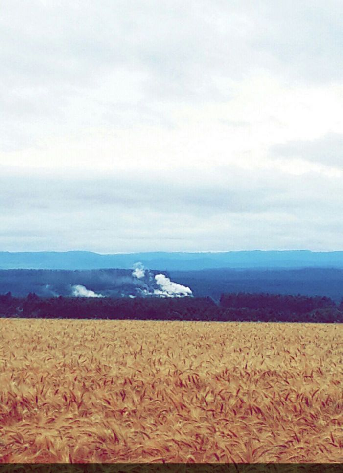 Imagem do dia - Lavoura de trigo na região de Itapúa (PY). Enviado por Eduardo Kempf