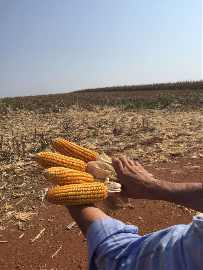Imagem do dia - Lavoura de milho em Ibiporã (PR). Enviado por Robson Maggi