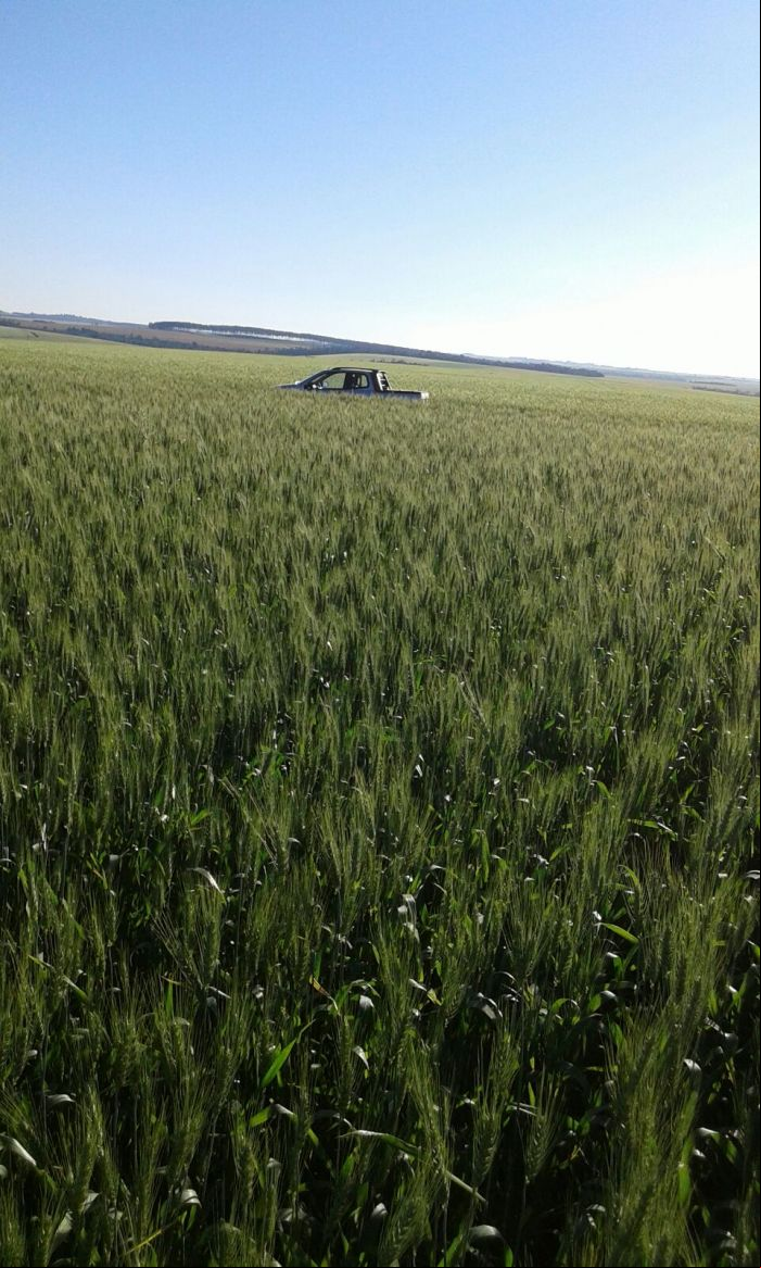 Imagem do dia - Lavoura de trigo em Santa Terezinha de Itaipu  (PR). Enviado pelo Engenheiro Agrônomo Emerson Luiz Romanha