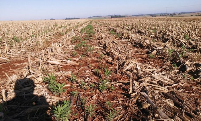 Imagem do dia - Aparecimento de buva resistente a herbicidas em Nova Santa Rosa (PR), do produtor Daltri Jair Buettner