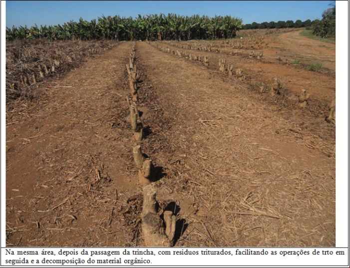 Procafé: Trincha ajuda no aproveitamento da matéria orgânica na lavoura de café - IMAGEM 2