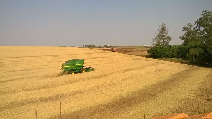 Imagem do dia - Colheita de trigo em Medianeira (PR), do produtor André Slongo