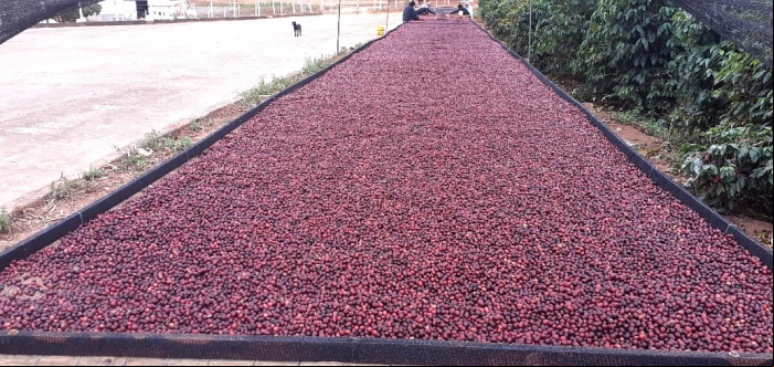Café em Bueno Brandão, Sul de Minas Gerais Foto: Joãoo Baptista Teixeira