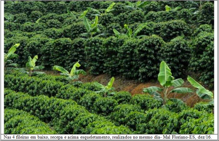 Por que pequenos produtores preferem recepar seus cafezais? 002