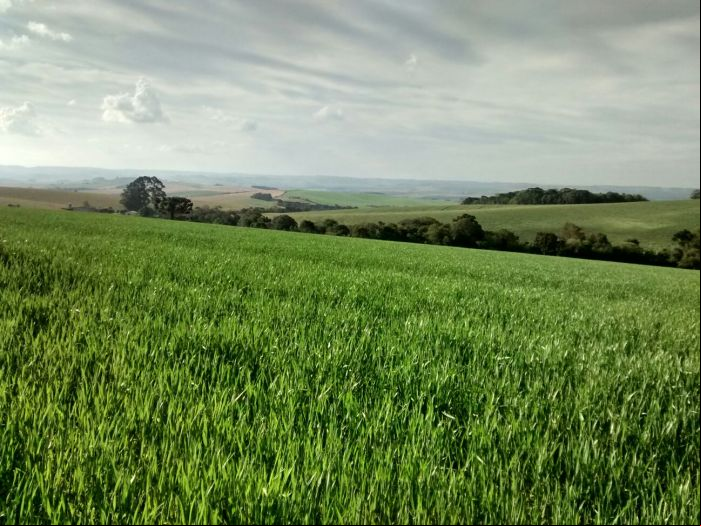 Imagem do dia - Lavoura de trigo em Faxinal dos Guedes (SC). Envio do Engenheiro Agrônomo Jonas Rossetto