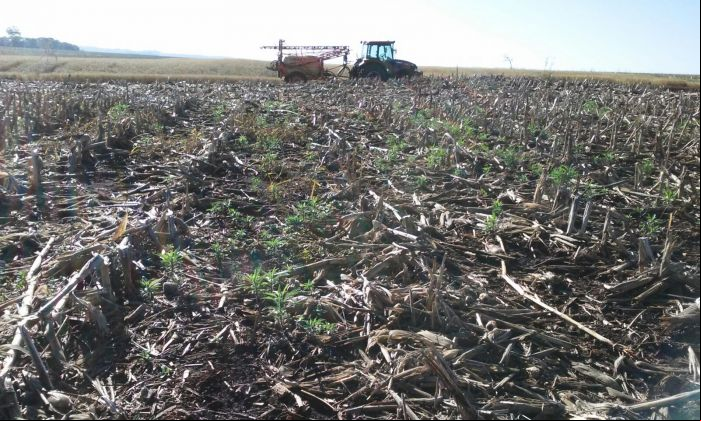 Imagem do dia - Aparecimento de buva resistente a herbicidas em Nova Santa Rosa (PR), do produtor Daltri Jair Buettner