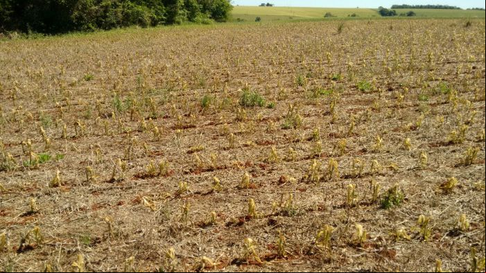 Imagem do dia - Lavoura de milho após a geada em Três de Maio (RS). Envio do Técnico em Agropecuária Fernando Rustick