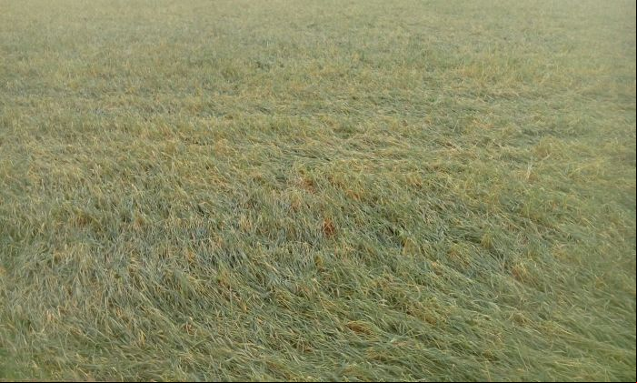 Imagem do dia - Lavoura de trigo após chuvas de granizo em San Roque, Nacunday (PY)