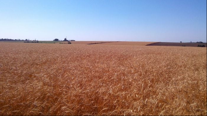 Imagem do dia - Lavoura de trigo quase no ponto de colheita, em Los Cedrales (PY). Envio de Pedro Locatelli